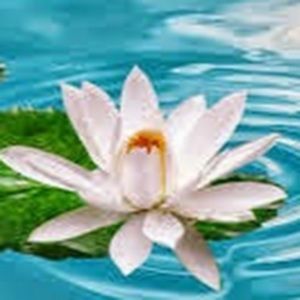 Meet your Posher, Anh